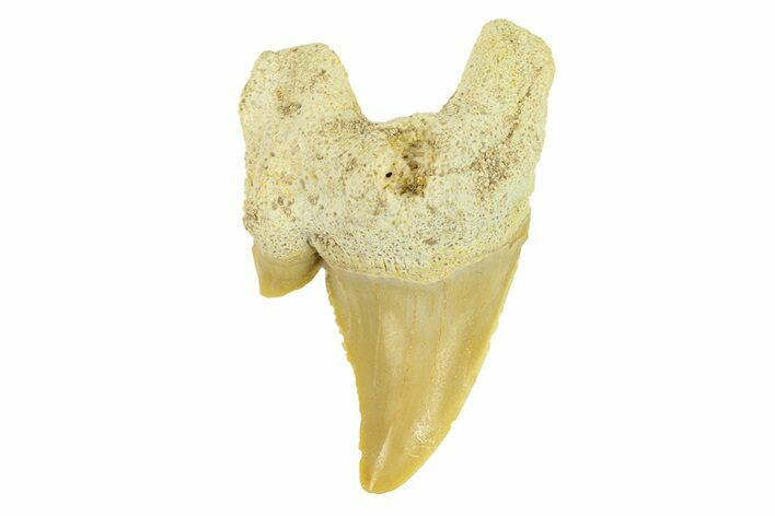 Pathological Otodus Shark Tooth - Morocco #289622